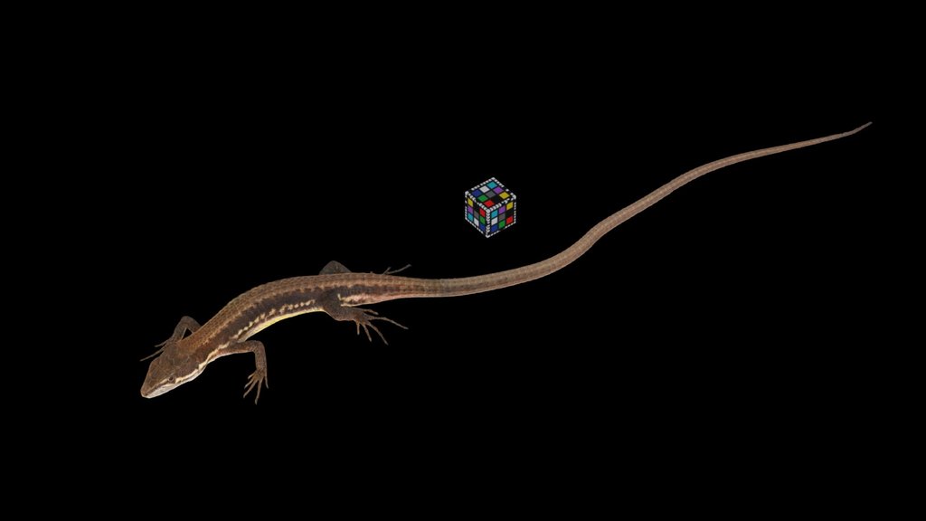CC0 ニホンカナヘビ 🦎 Japanese Grass Lizard