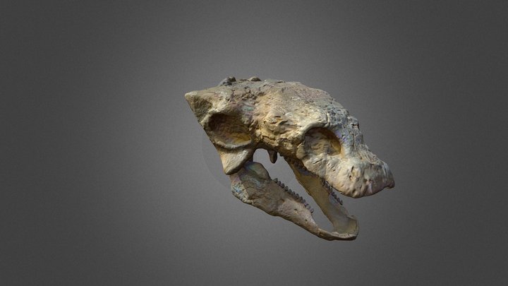 Gastonia burgei skull (cast) 3D Model
