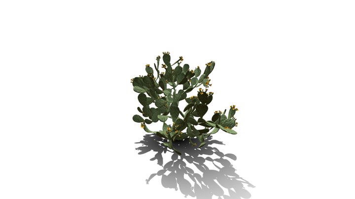 Realistic HD Barbary fig (48/54) 3D Model