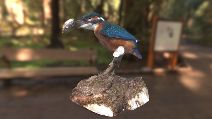 Eisvogel 3D Model
