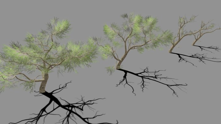 Free Acacia African 3D Model