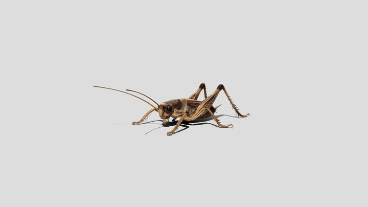 Brown Praying Mantis 3d model free – Kostenloses 3D-Modell STL