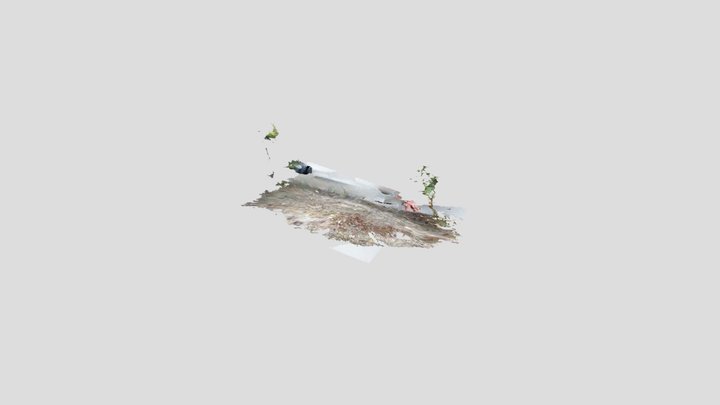 fleabane 3D Model