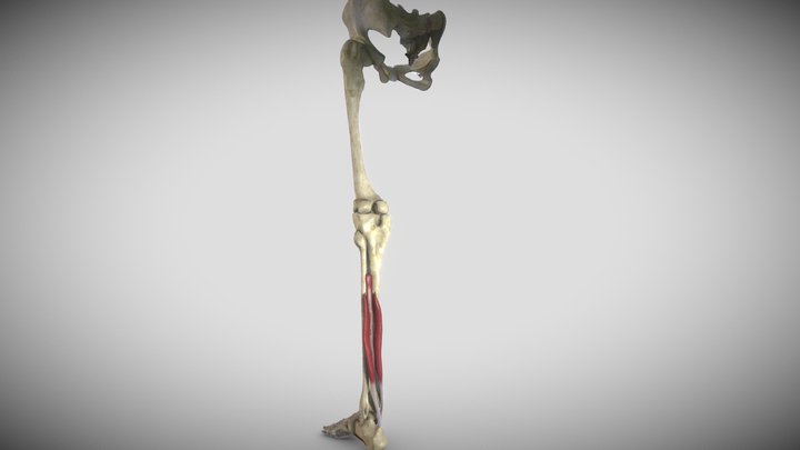 Leg posterior deep muscles 3D Model