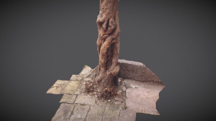 树干 3D Model