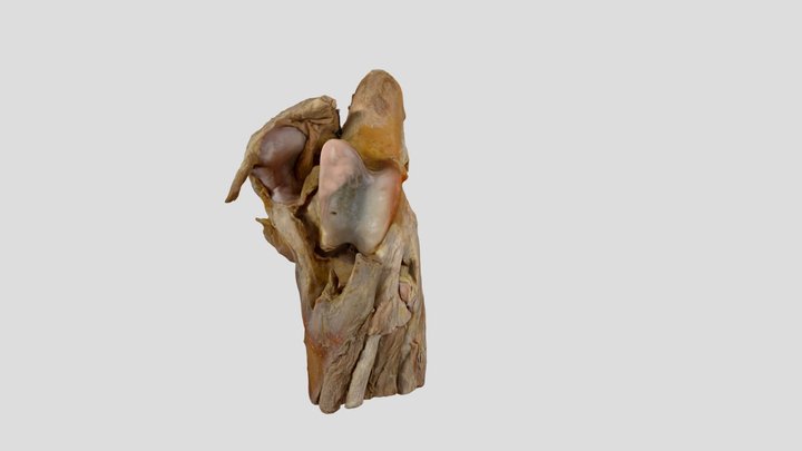 Področje kolena in podkolenje 3D Model