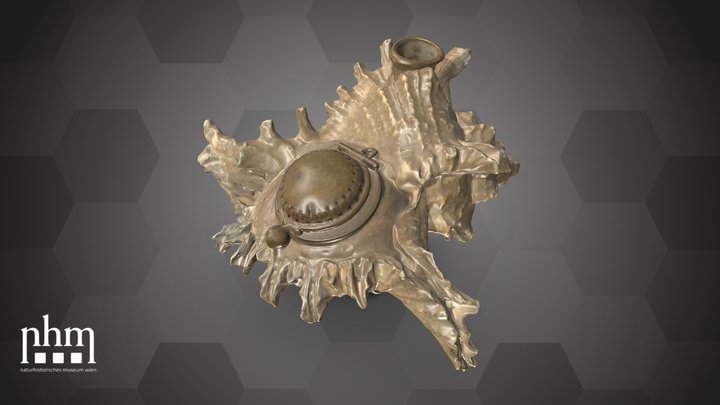 Pipe bowl (NHMW-ZOO-MO-0081100-ETH-051a) – Free 3D Model STL