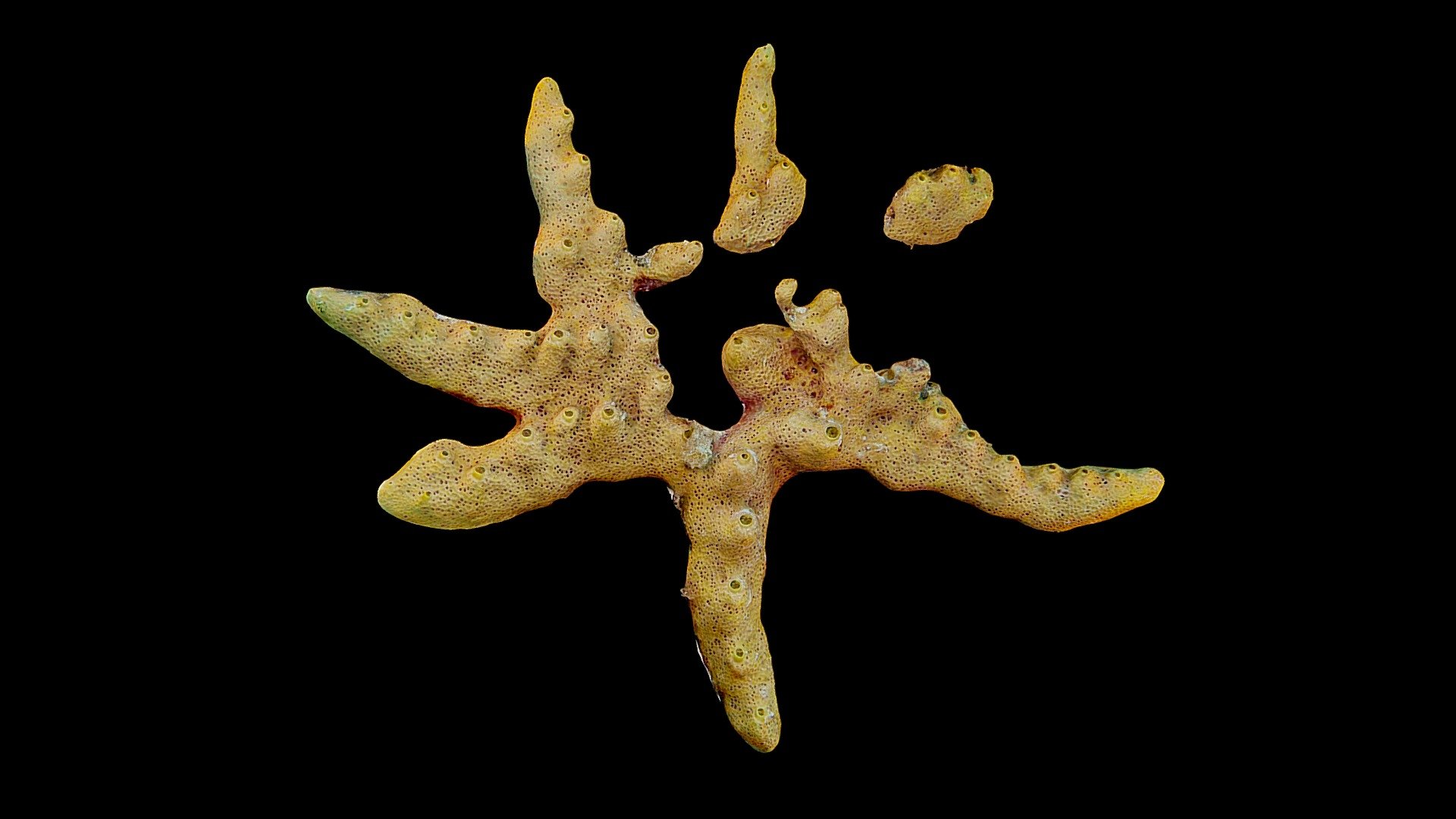 #42: Smenospongia aurea