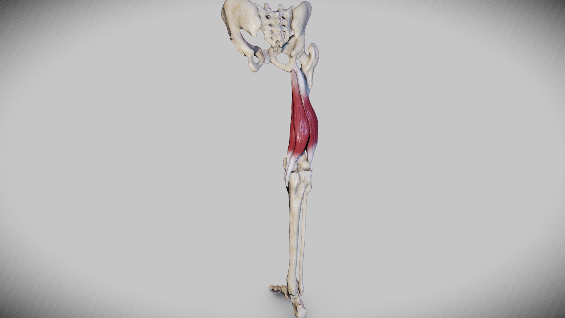 3D model Knee Flexors - This is a 3D model of the Knee Flexors. The 3D model is about a close-up of a bone.