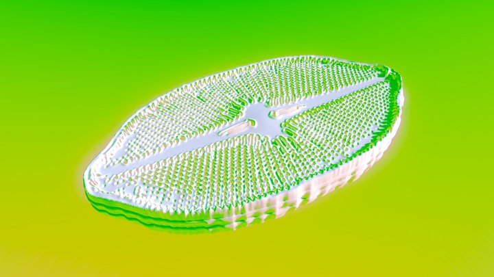 Navicular Diatom 3D Model