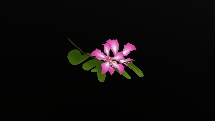 bauhinia flower 3D Model