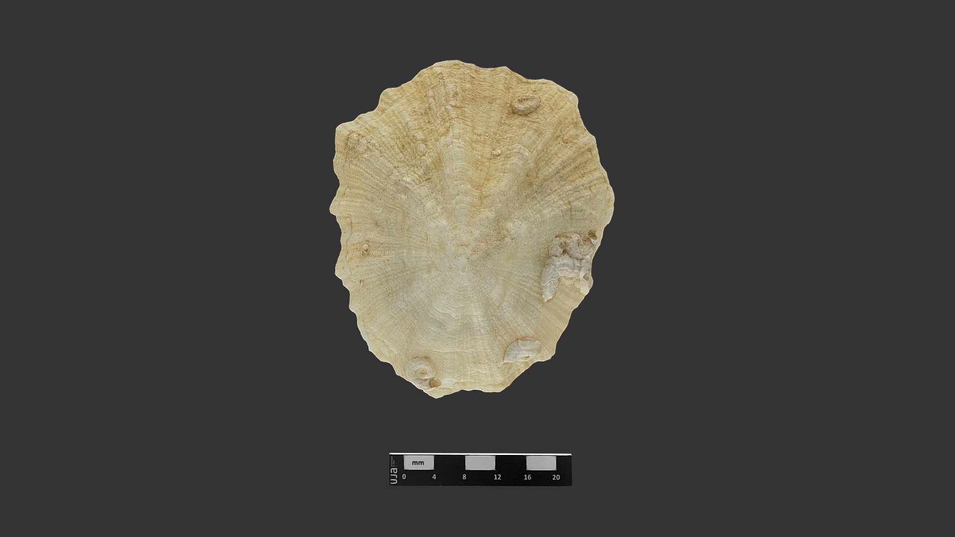 Patella (lapa). Mioceno, Villanueva de la Reina.