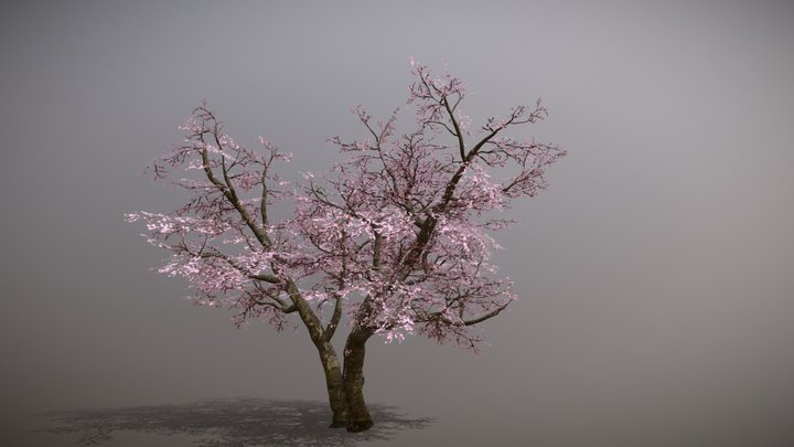 Sakura- Cherry Blossom Tree 3D Model