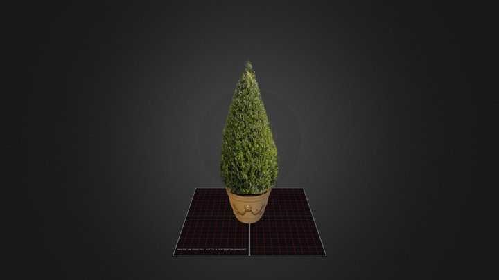 Examen 3D Prop Buxus 3D Model
