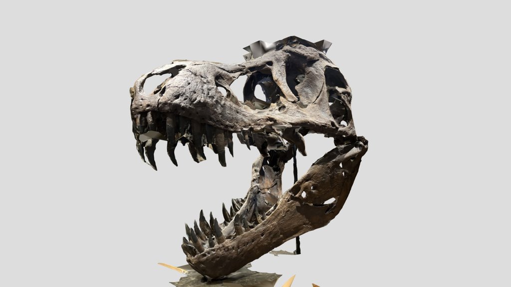 Trex