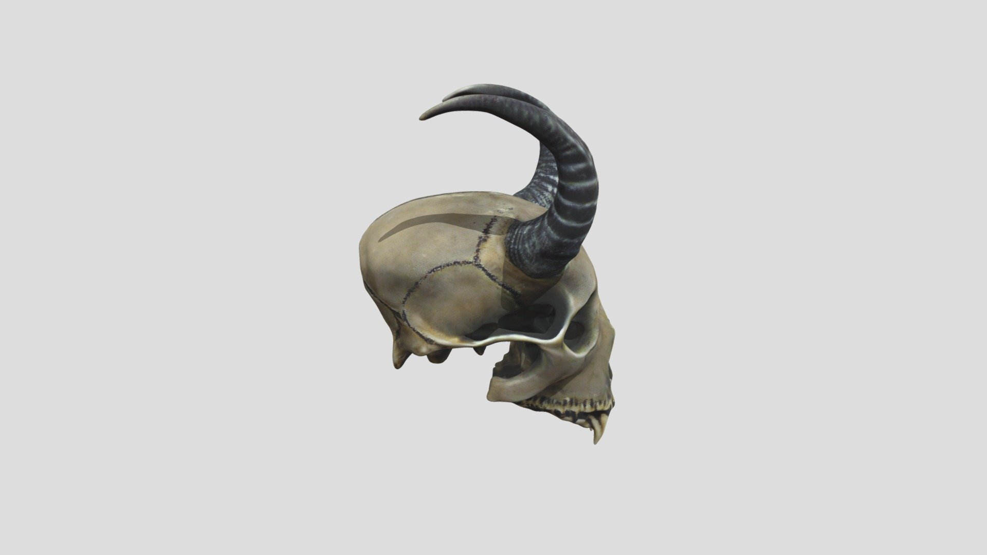 Horned Animal Skull Download Free 3D model by CuiZi (CuiZiheng001
