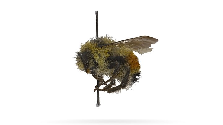 Bumblebee (Bombus) 3D Model