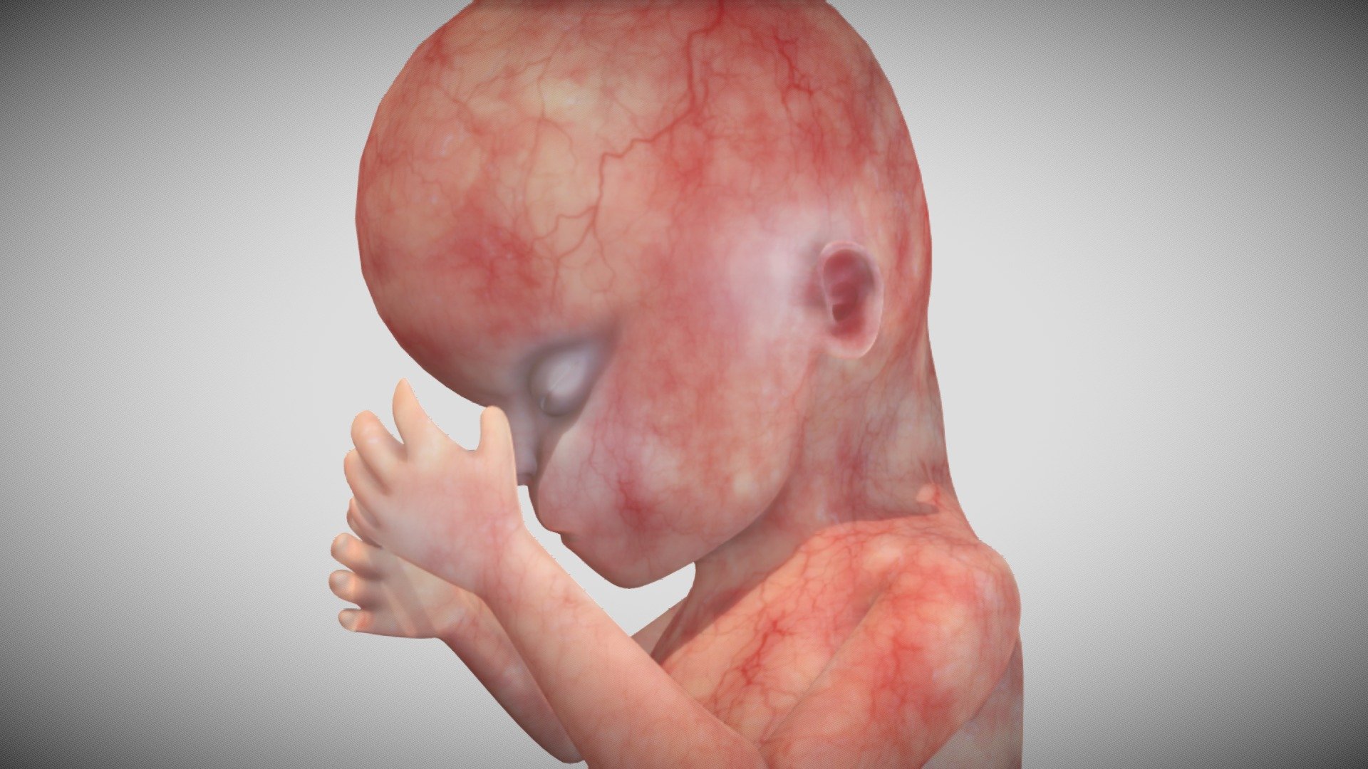 16 Week Fetus 3d Model By Education Resource Fund Bobsmusail [8eef568] Sketchfab