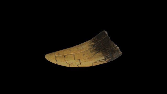 Trex Tooth 3D Model