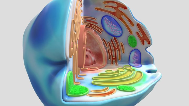 Organism Cell 3D 3D Model