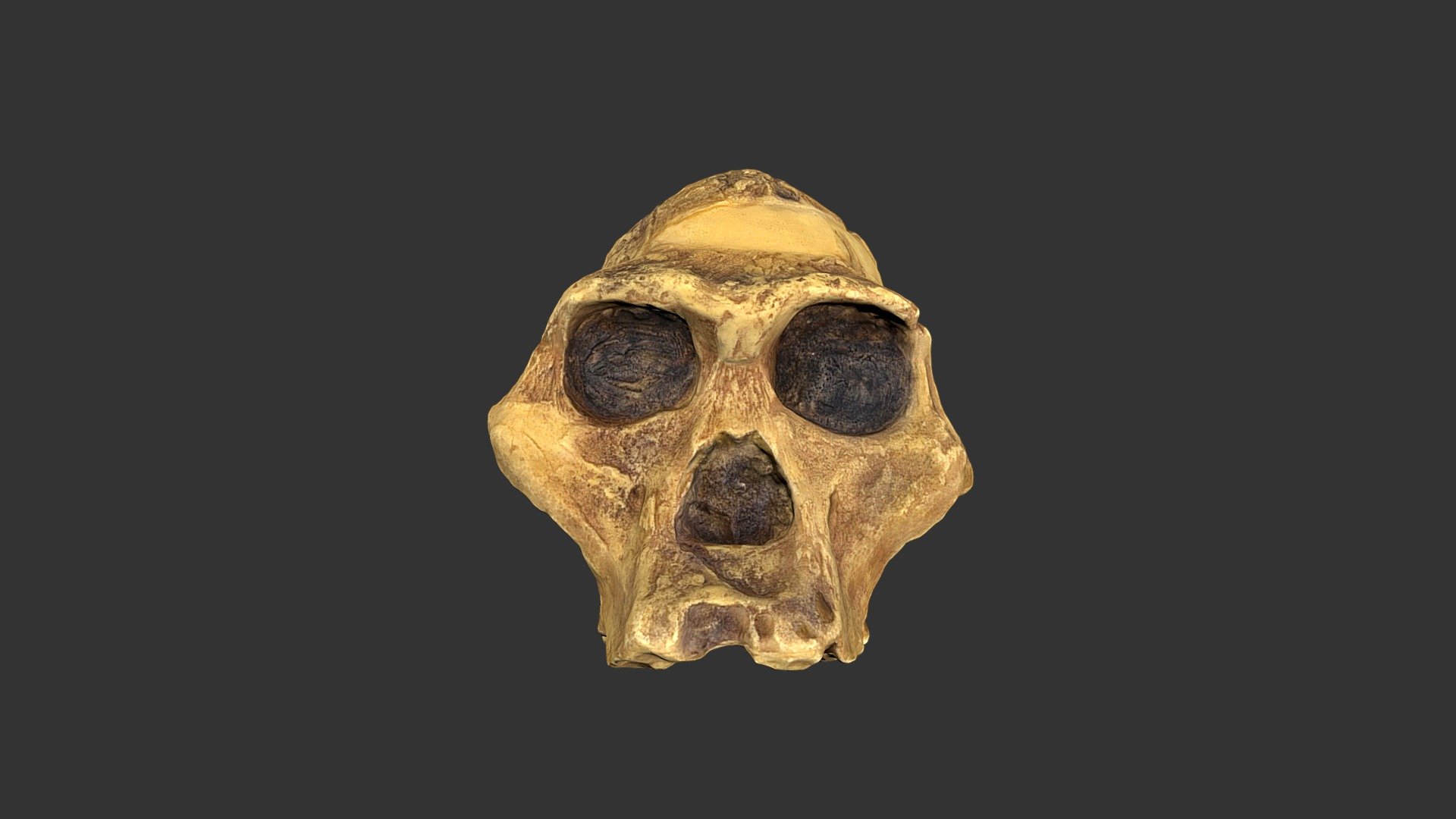 Australopithecus africanus (2501.1rp94)