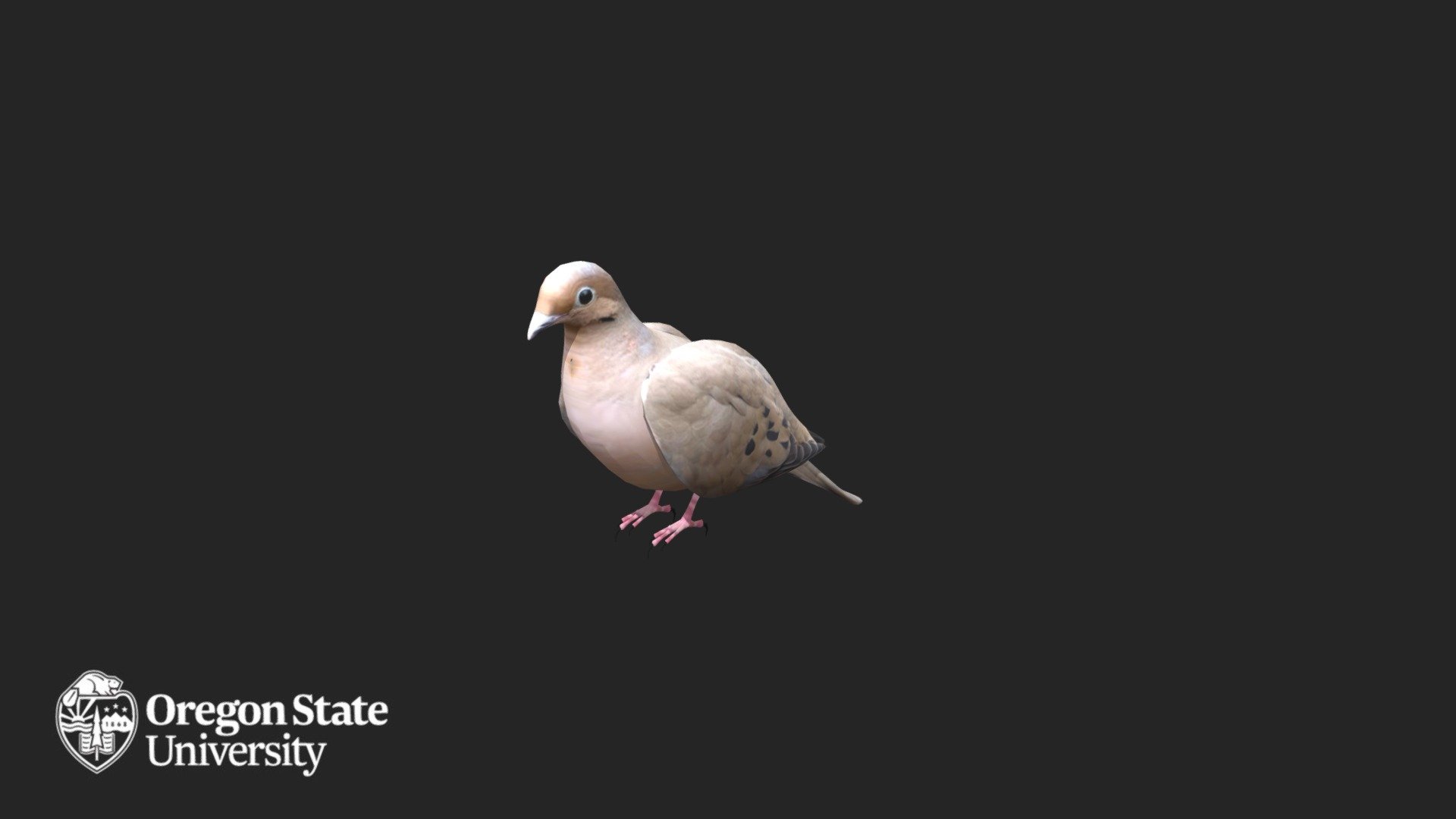 Mourning Dove - Download Free 3D Model By Oregon State University ...