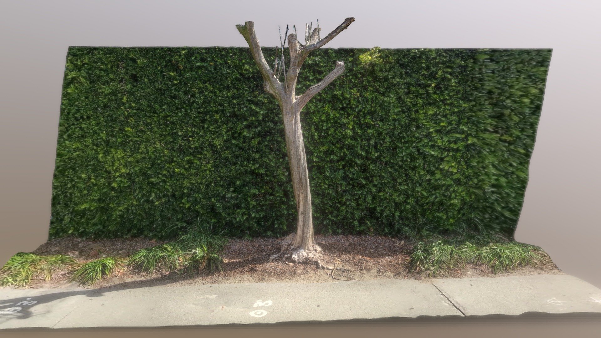 Tree On Concord Street
