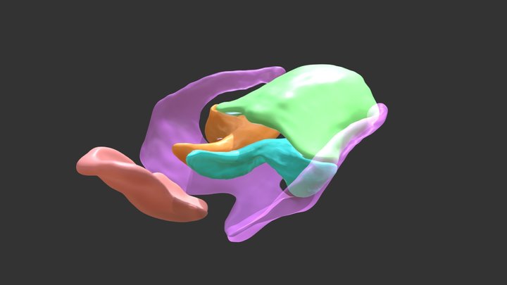 Balaenopterid Whale Larynx 3D Model
