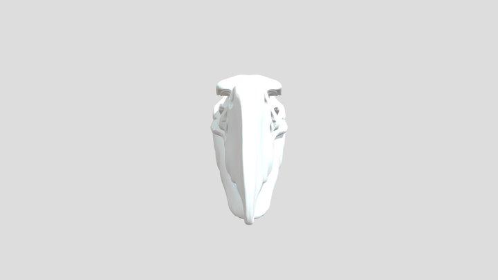 Cráneo de ave del Terror 3D Model