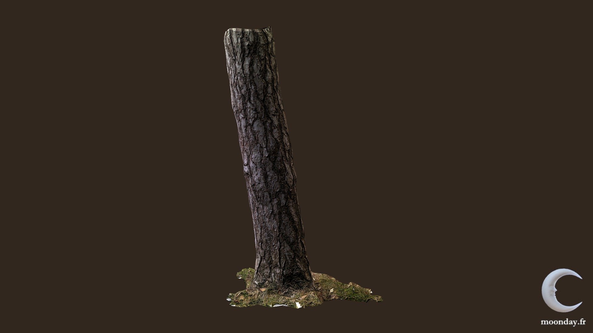 3D scanned Tree trunk 04
