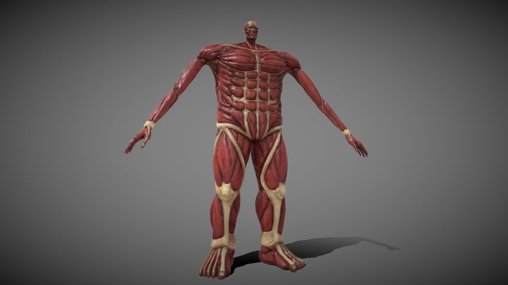 Colossal titan 3D Model