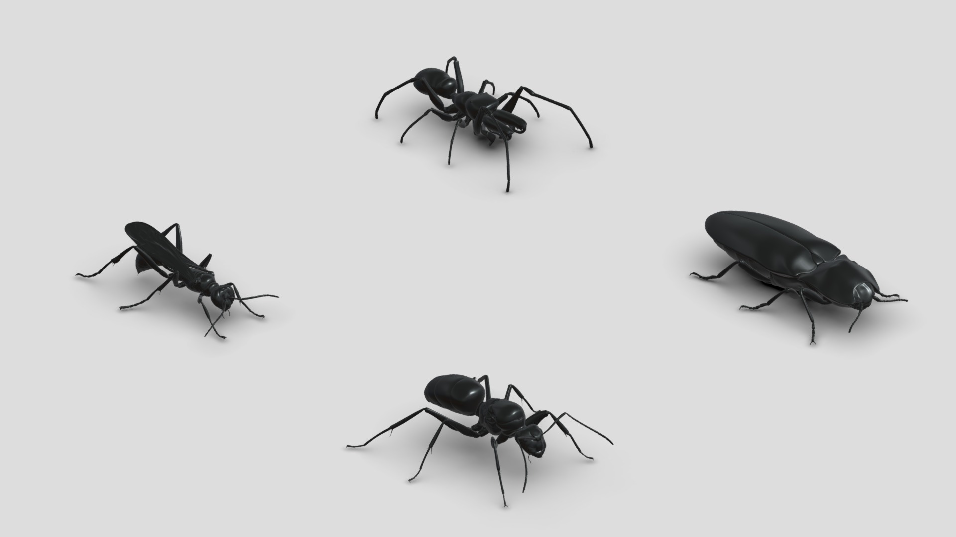 3D model Insects&beetles-pack9 - This is a 3D model of the Insects&beetles-pack9. The 3D model is about a group of black ants.