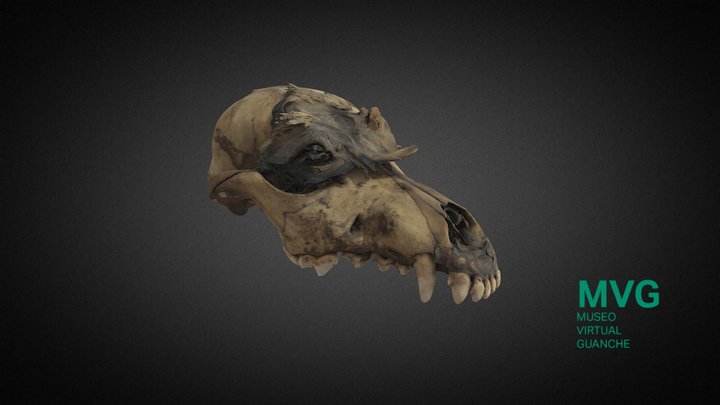 MVG-018. Cráneo de cánido 3D Model