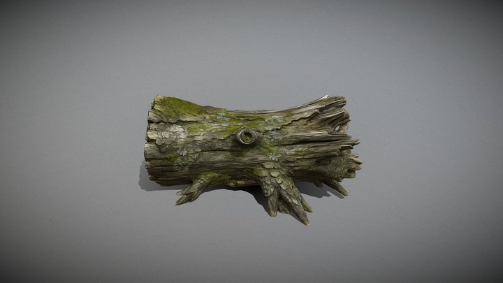 Ancient Mossy Fallen Tree Log