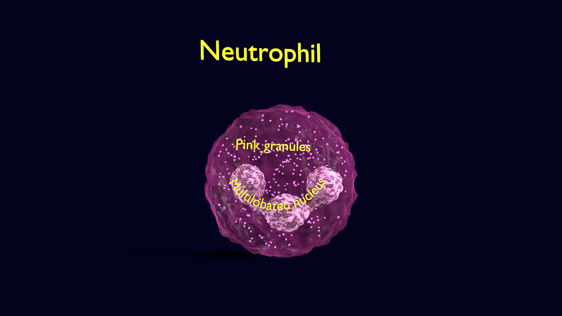 3D model Neutrophil Animated Detail Granules White Blood - This is a 3D model of the Neutrophil Animated Detail Granules White Blood. The 3D model is about map.