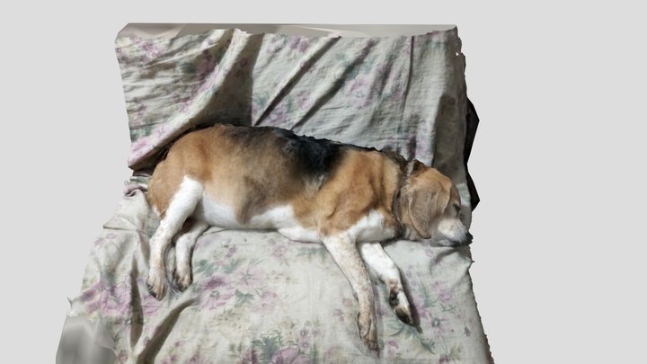 Susi (sleeping pet) 3D Model