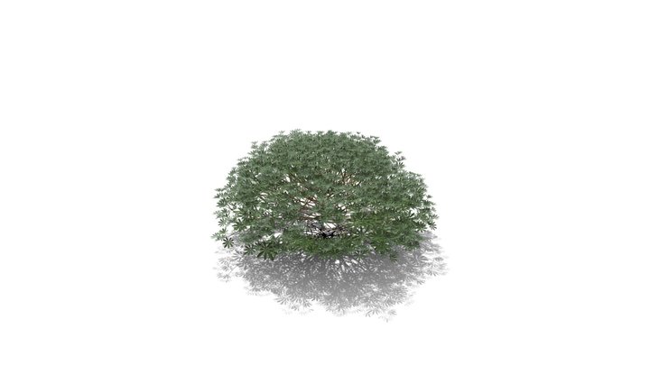 Realistic HD Yellow bush lupine (23/25)