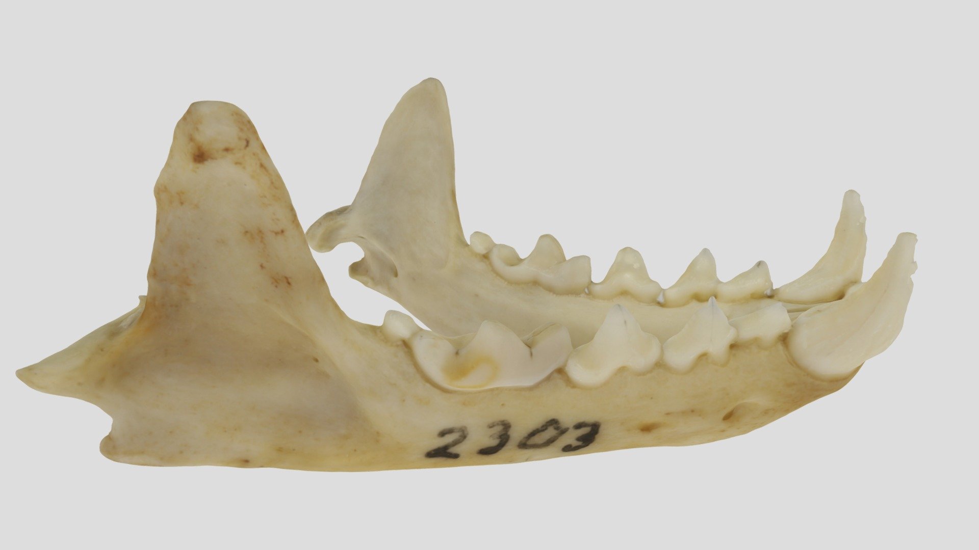 UWYMV:2303, Neovison vison, mandible - Download Free 3D model by ...