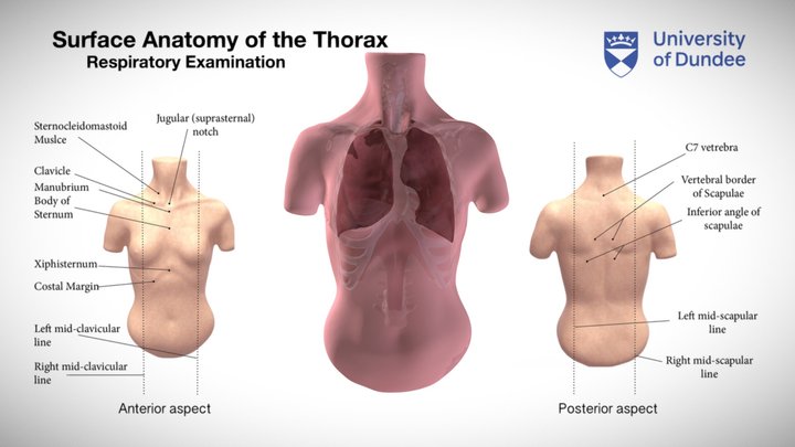 Surface Anatomy of Thorax  Medical Students Learning Video