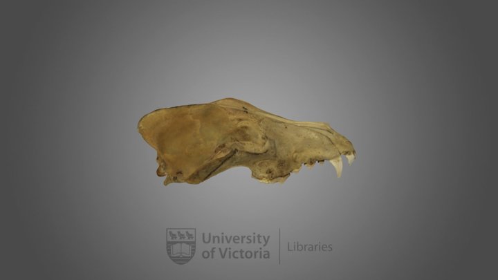 Gray Wolf specimen 01 : male 3D Model