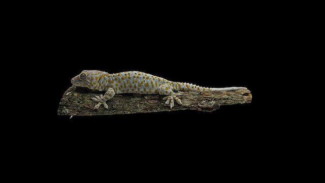 Model 12 - Tokay gecko