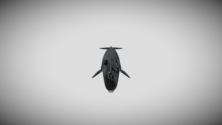 L_melvillei 3D Model
