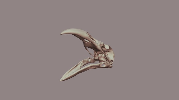 Crow Skull 3D Model