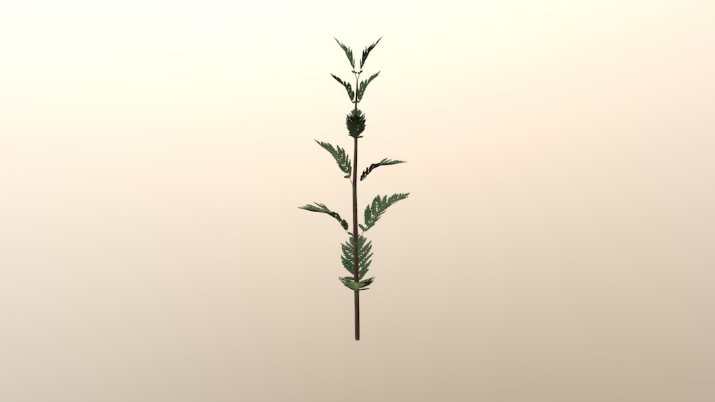 Tansy