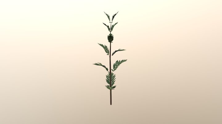 Tansy 3D Model