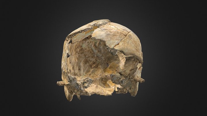 Crâne triplement trépanné – Modelo 3D gratuito STL