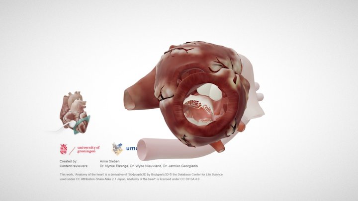 Cardiac Anatomy: Parasternal Short Axis Apex – Kostenloses 3D-Modell STL
