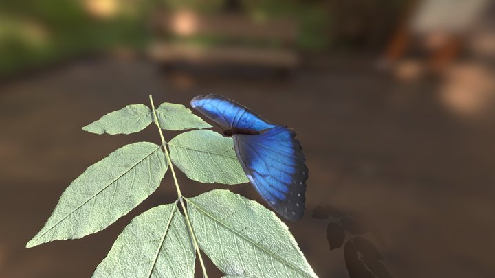 soaring butterfly Animation 3D Model