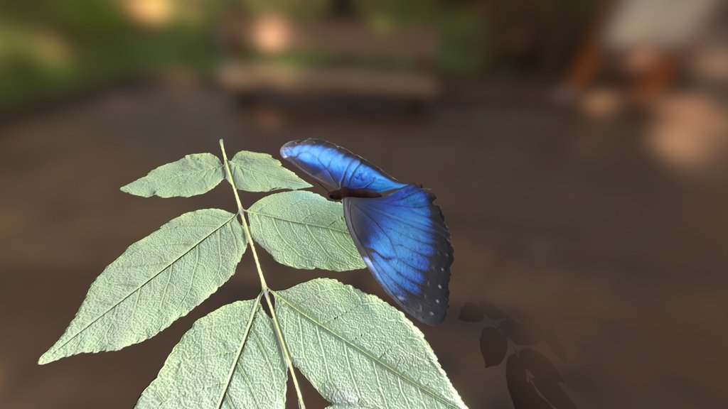 soaring butterfly Animation