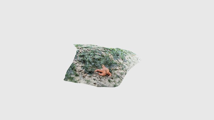 Starfish 3D Model
